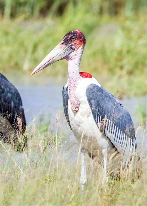 39 Marabou Stork Facts - The Bird of Nightmares | JustBirding