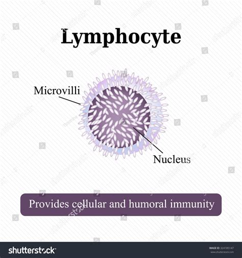 Anatomical Structure Lymphocyte Cell Blood Vector Stock Vector 324185147 - Shutterstock