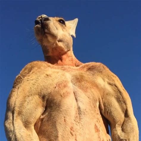 Roger the Kangaroo Flexes His Giant Muscles In an Effort to Make His Human Go Away | Cute wild ...