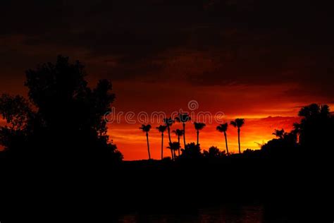 Palm Tree Sunset Silhouette Stock Image - Image of destination, trees ...