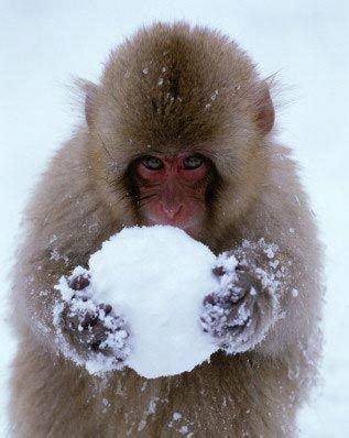 Snow Monkey snowball fight - Explore the World with Travel Nerd Nici, one Country at a Time ...