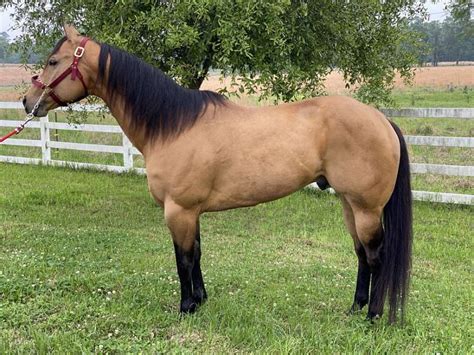 buckskin horse for sale ontario - Kenda Bustos