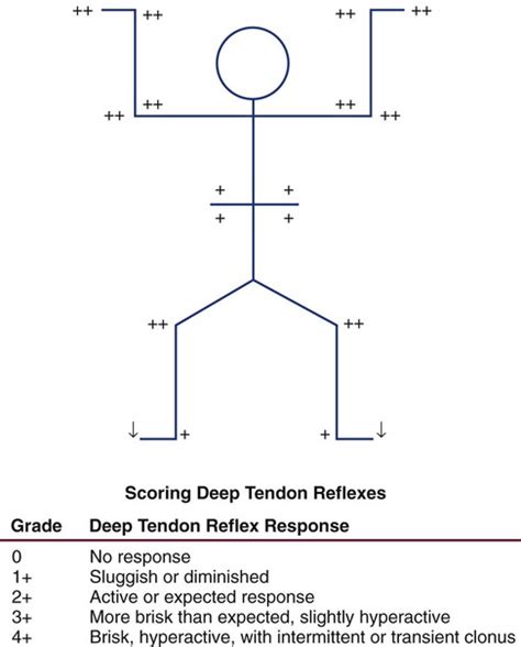 Deep Tendon Reflex Scale