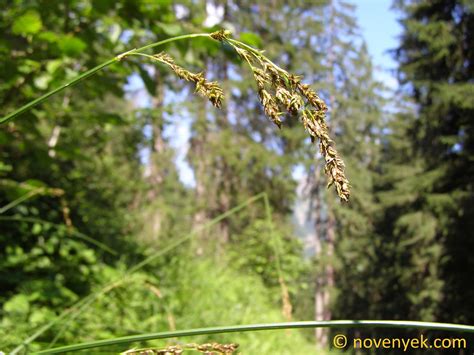 Image collection of wild vascular plants - Carex paniculata