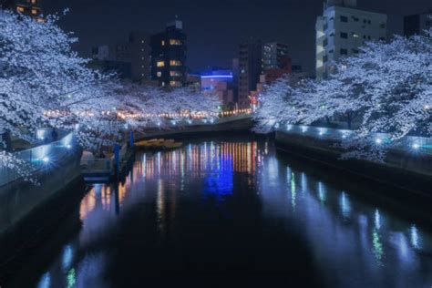 1,400+ Cherry Blossom Night Illumination At Tokyo Japan Stock Photos ...