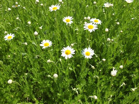 Roman Chamomile Seeds — Ravensong Seeds & Herbals