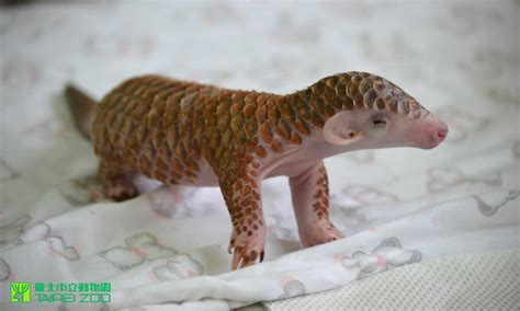 Tiny Newborn Pangolin Gets Fed, Bathed and Cuddled at the Taipei Zoo in Taiwan