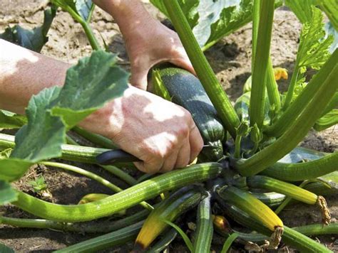 How to Plant and Grow Zucchini Squash | Gardener’s Path