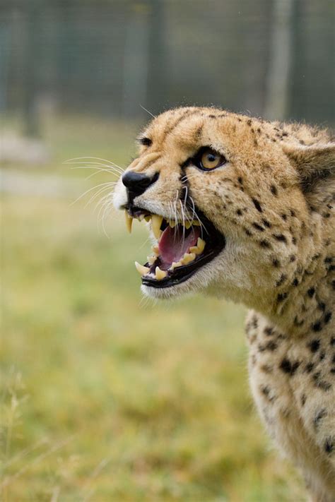 Cheetah chirp | Don't be fooled by the growling face, cheeta… | Flickr