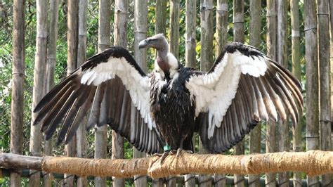 In a First in India, Eight Critically Endangered White-Rumped Vultures Reintroduced into the ...