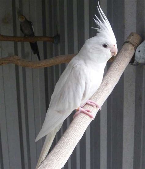 Albino Cockatiel Breeding, Behave, Food, Care & Lifespan- PetsHoods