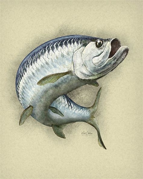 Tarpon artwork sketch art print from marine life artist Mark Erickson