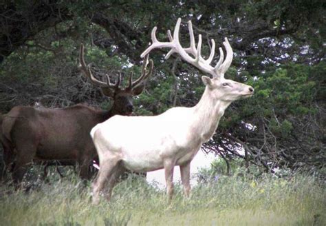 Albino animals, Elk, Melanistic animals