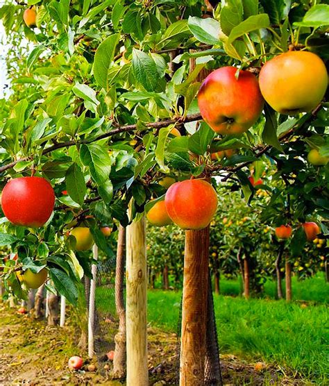 What To Plant At Base Of Fruit Tree at Wayne Davis blog