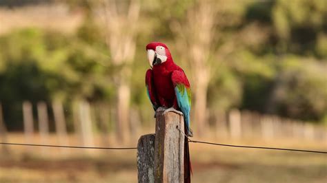 Adult Red and green Macaw 27730179 Stock Video at Vecteezy