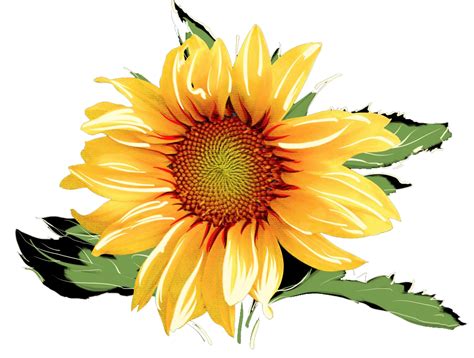 Aquarelle Tournesol Png Clipart Clipart Floral Aquarelle Etsy | My XXX Hot Girl