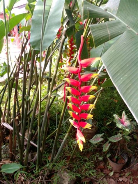 Heliconia / Pokok Bunga Pisang (Rizom) | Lazada