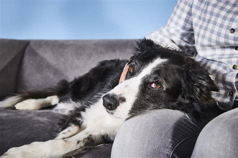 Dog Food For Senior Dogs: Everything You Need To Know