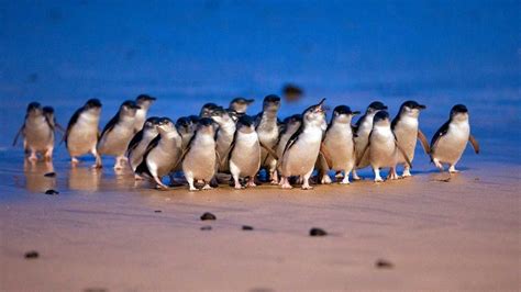 5,000 of the world's smallest penguins waddle onto Australian beach in record-breaking parade ...