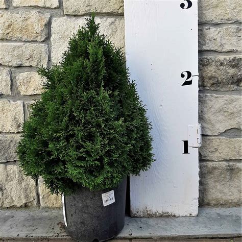 Holmstrup Eastern Arborvitae - #2 Container - Grimm's Gardens