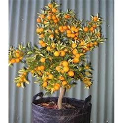 Sweet Kumquat-Fortunella crassifolia Meiwa Zone: 8a