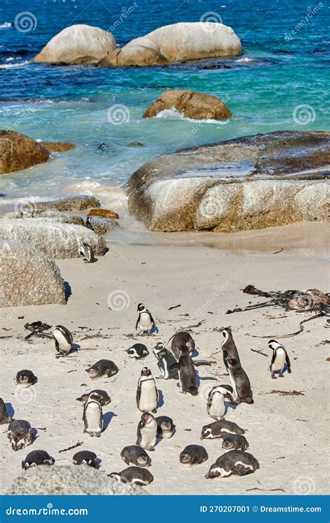 Black Footed African Penguin Colony on Boulders Beach Breeding Coast ...