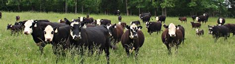 Beef Cattle: Genetics | UT Beef & Forage Center