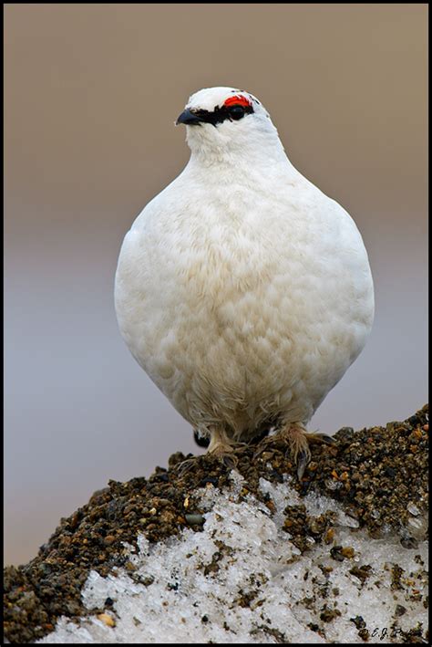 Rock Ptarmigan Page