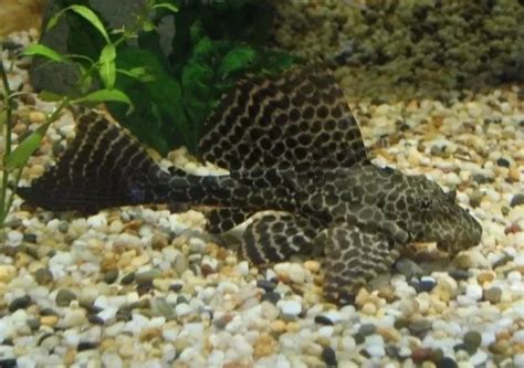 Sailfin Pleco - Sydney Exotic Aquariums