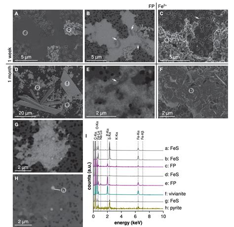 Figure 3 from Mechanisms of Pyrite Formation Promoted by Sulfate-Reducing Bacteria in Pure ...