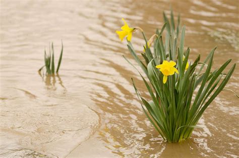 Waterlogged Garden Plants | Fasci Garden