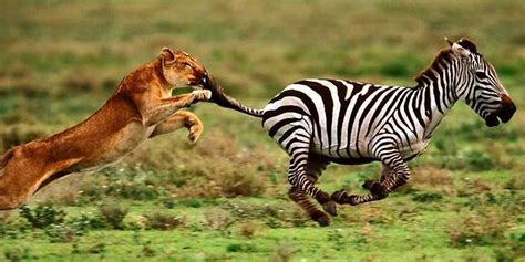 1356525005_Lion-hunting-zebra - Physioquantum