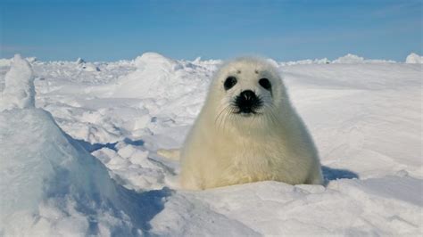 Animals in cold climates are facing a higher risk of disease outbreaks • Earth.com