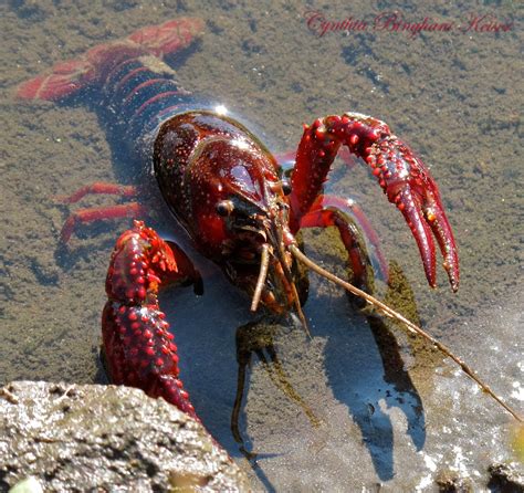 Sciency Thoughts: The effect of an invasive Crayfish on European wetlands.