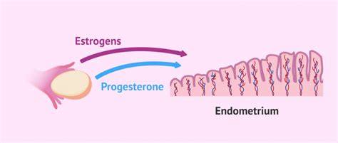 Endometrium and natural cycle