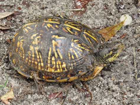 kingsnake blog Kingsnake.com Blog - Borderline Florida Box Turtles