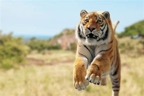 How To Survive A Tiger Attack (10 Effective Safety Tips)