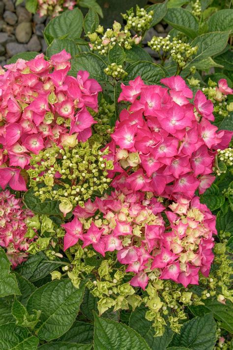 Grow a Dwarf Hydrangea in Pots and Small Spaces - Birds and Blooms