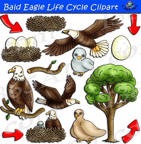 Bald Eagle Life Cycle Clipart Set - Clipart 4 School