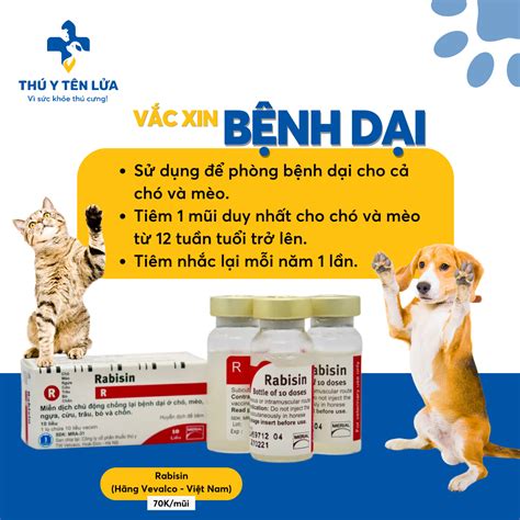 Vắc Xin Phòng Bệnh Dại Cho Chó Mèo - Hobbiton Mộc Châu