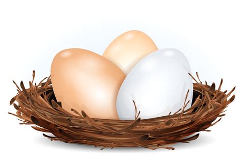 Nest with eggs 5486177 Vector Art at Vecteezy