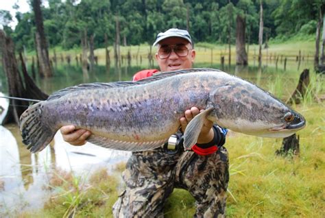 Big Fishes of the World: SNAKEHEAD GIANT ( Channa spp. Micropeltes ...