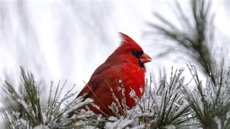 Cardinal Bird HD Wallpaper - WallpaperFX