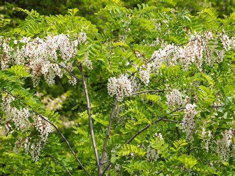 Locust Tree Varieties: How To Grow A Locust Tree