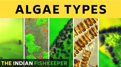 Types of Algae - YouTube