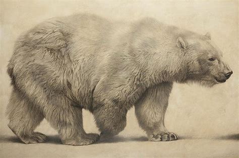 Pin by russ sharp on Animals in Art 2b | Bear art, Polar bear drawing ...