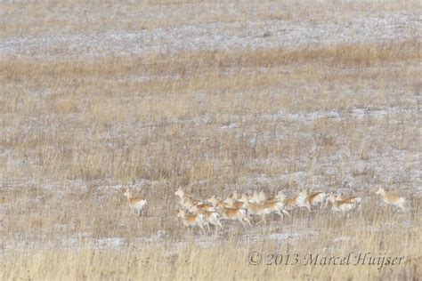 Marcel Huijser Photography | Mongolian gazelle | Mongolian gazelles ...