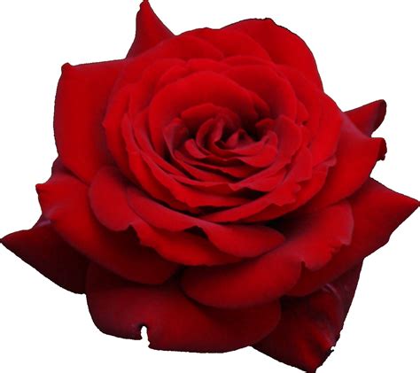 sweet creature Red Rose Png, Rose Flower Png, Red Roses, Rose Flowers ...