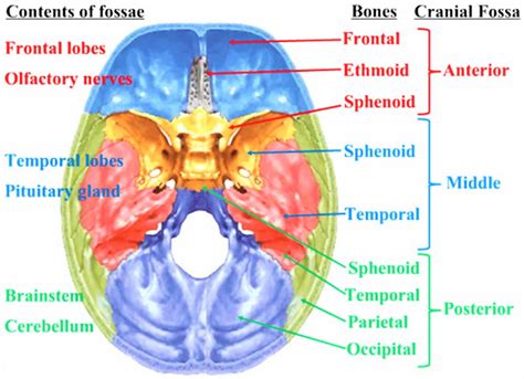 Temporal lobe anatomy, location, function, damage & epilepsy