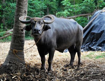 Animal Destination: Philippine Carabao